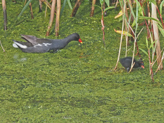Gallinula chloropus meridionalis