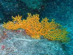 Leptogorgia capverdensis