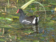 Gallinula chloropus meridionalis