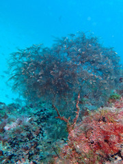 Macrorhynchia clarkei