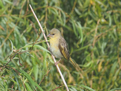 Ploceus