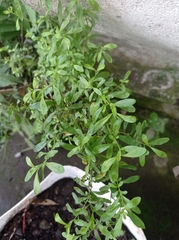 Clinopodium vimineum