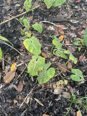 Philodendron gloriosum