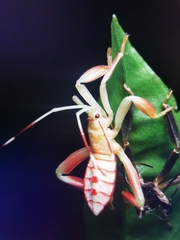 Pseudomictis distinctus