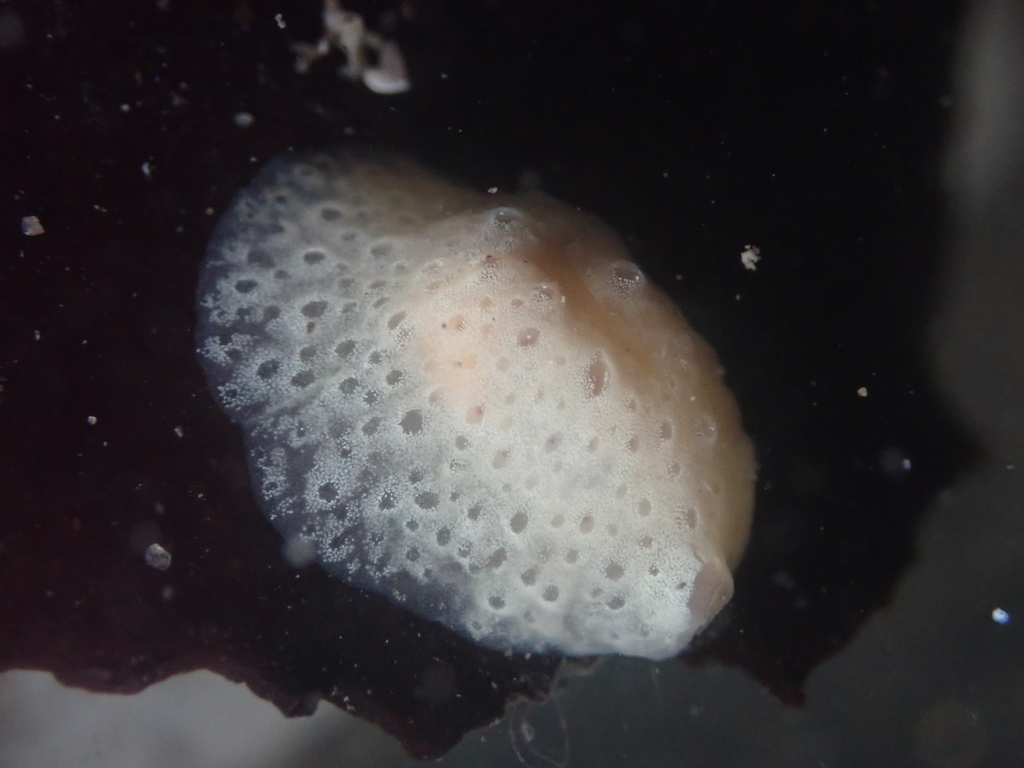 Marsenina stearnsii