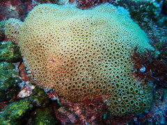 Palythoa caribaeorum