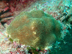 Porites astreoides
