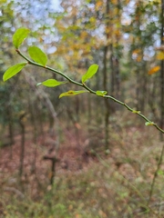 Vaccinium elliottii