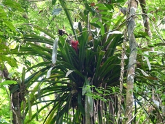 Canistrum aurantiacum