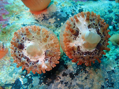 Telmatactis cricoides