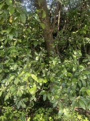 Brachylaena transvaalensis