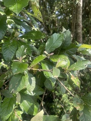 Brachylaena transvaalensis