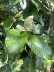 Brachylaena transvaalensis