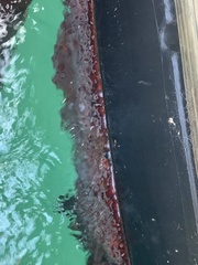 Corynactis californica