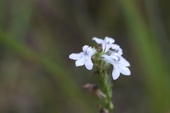 Lobelia spicata