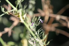 Dicliptera paniculata