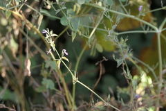 Dicliptera paniculata