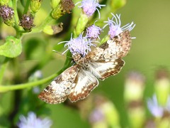 Chiomara georgina