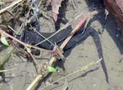 Cynops pyrrhogaster