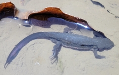 Cynops pyrrhogaster