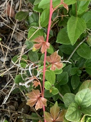 Parthenocissus quinquefolia