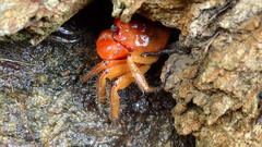 Orisarma intermedium