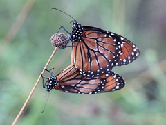 Danaus eresimus
