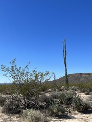 Fouquieria columnaris