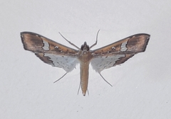 Maruca vitrata