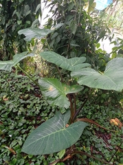 Xanthosoma violaceum