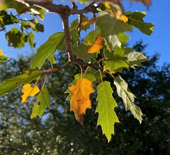 Quercus × ganderi