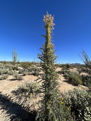 Fouquieria columnaris