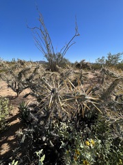 Cylindropuntia molesta