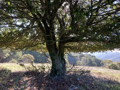 Quercus × ganderi