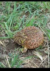 Ceratophrys ornata