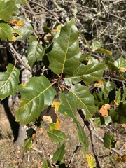 Quercus × ganderi
