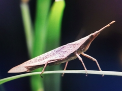 Atractomorpha sinensis