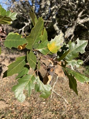 Quercus × ganderi