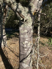 Quercus × ganderi