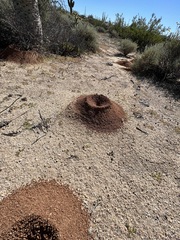 Acromyrmex versicolor