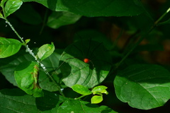 Pseudogagrella splendens