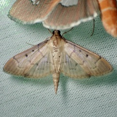 Herpetogramma bipunctalis