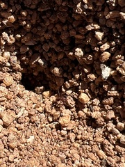 Acromyrmex versicolor