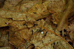 Trochosa terricola