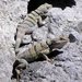 California Rock Lizards - Photo (c) Robert Bader, some rights reserved (CC BY-NC), uploaded by Robert Bader