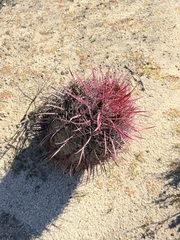Ferocactus gracilis