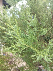 Juniperus foetidissima