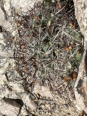 Mammillaria hutchisoniana