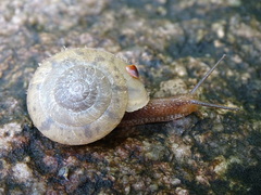 Plectotropis mackensii