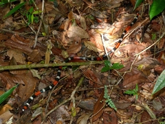Micrurus ibiboboca
